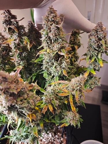 MVIMG_20251204_175257