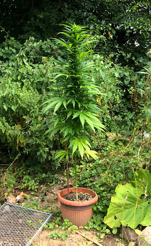 Grow26_0721_4