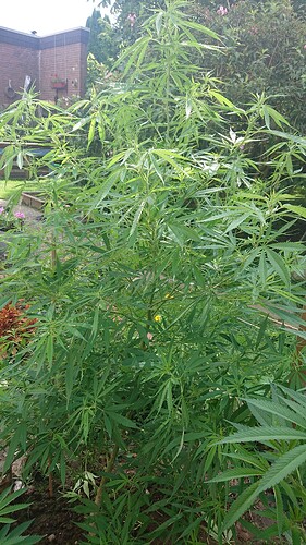 Growreport Bild 25