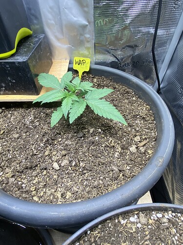 Growreport Bild 65