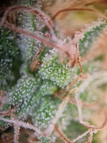 Growreport Bild 7