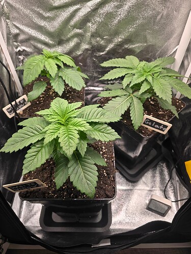 Growreport Bild 19