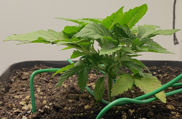 Growreport Bild 3