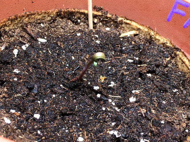 Grow26070901