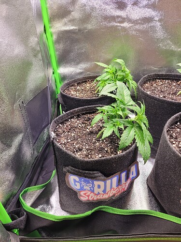 Growreport Bild 6