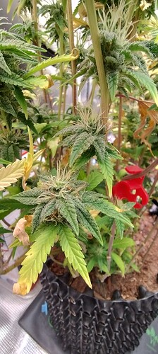IMG_20251220_004856218_HDR