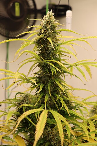 Growreport Bild 3