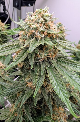 Growreport Bild 41