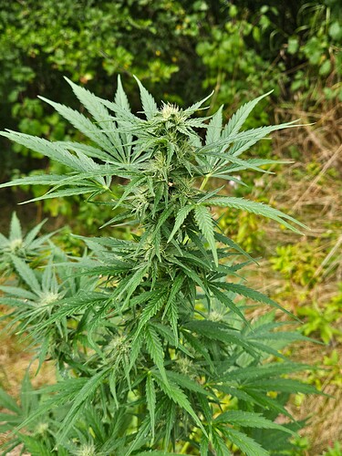 Growreport Bild 12