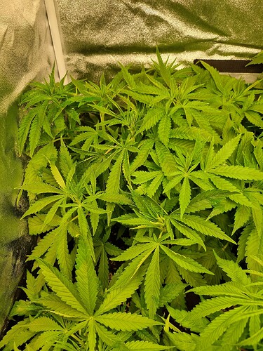 Mehrere junge Cannabispflanzen in der Wachstumsphase, dicht beieinander in einer Growbox.