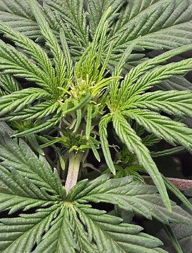 Growreport Bild 3