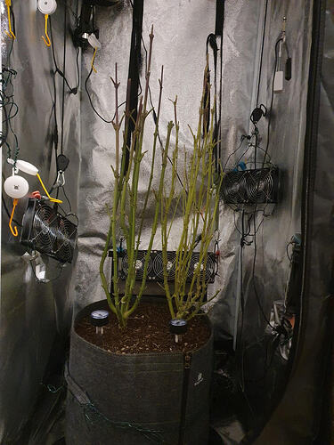 Growreport Bild 29
