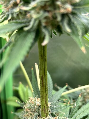 Growreport Bild 7