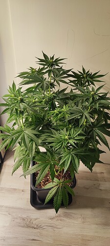 Growreport Bild 4