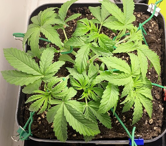 Growreport Bild 19