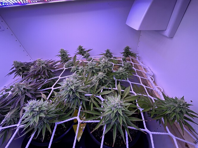 Zwei Cannabis-Pflanzen in der Blütephase unter einem Scrog-Netz in einem Grow-Schrank.