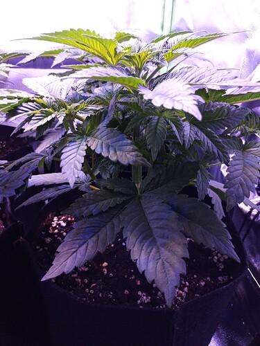 IMG_20240312_102014_975