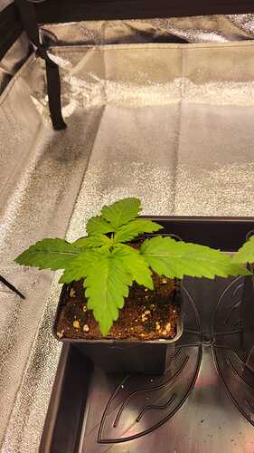 Growreport Bild 13