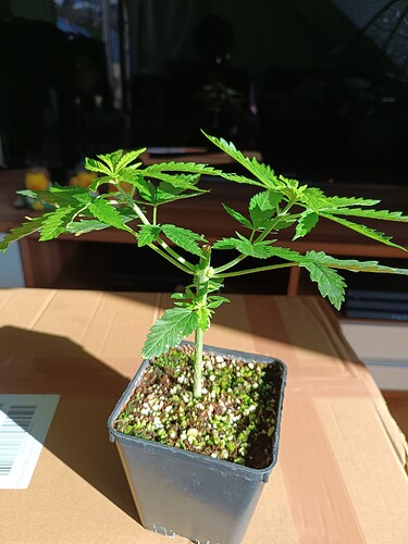 Growreport Bild 5