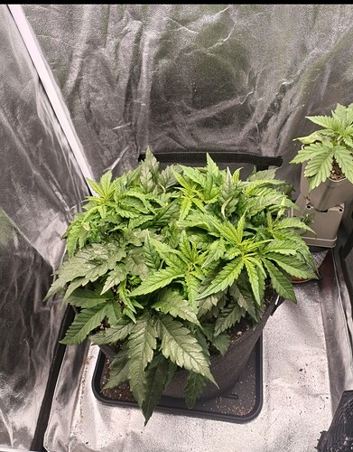 Growreport Bild 3