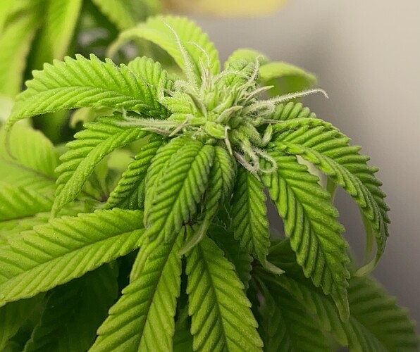Growreport Bild 31