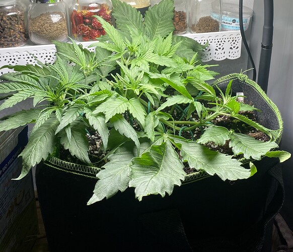 Growreport Bild 1