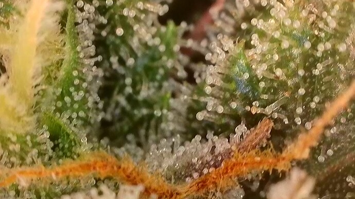 Growreport Bild 45