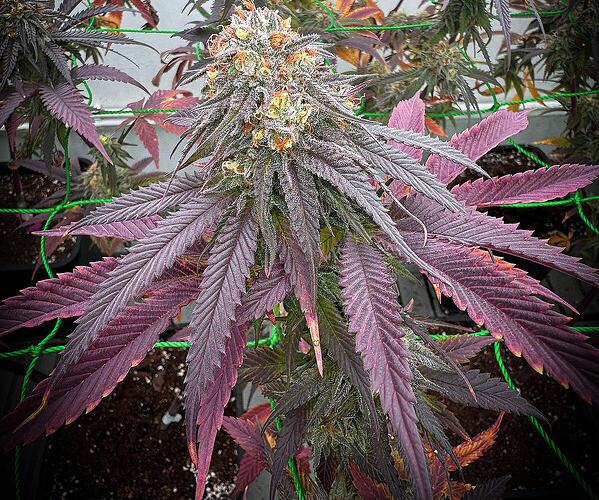 1772522133406743522655736738633