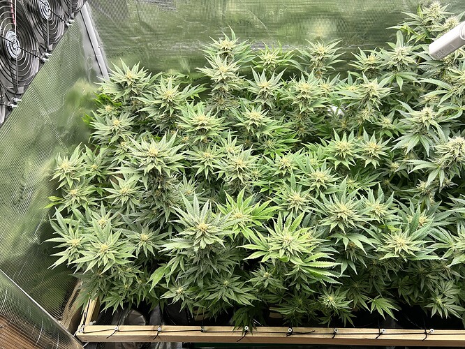 Mehrere blühende Cannabispflanzen in einem Zelt, mit Lüftern und reflektierenden Wänden.