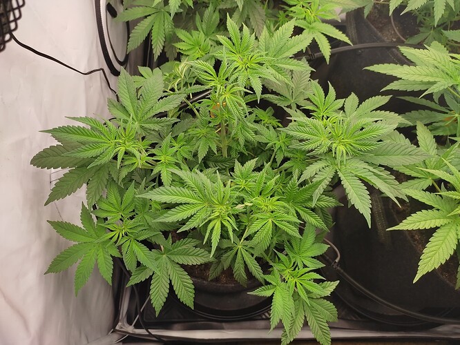 Growreport Bild 25