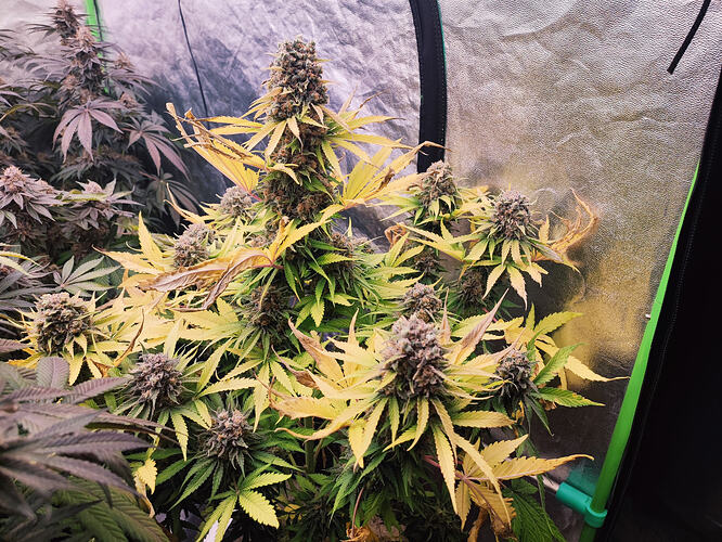 Growreport Bild 45