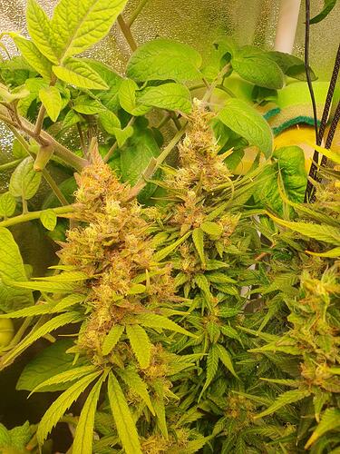 Growreport Bild 5