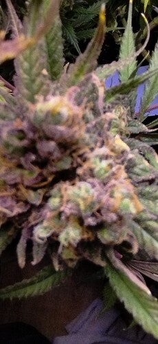 Growreport Bild 3