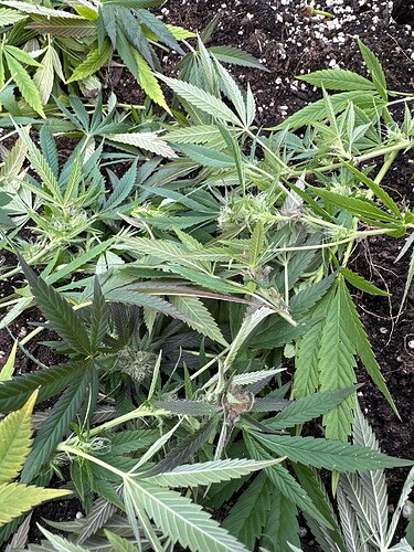 Growreport Bild 27