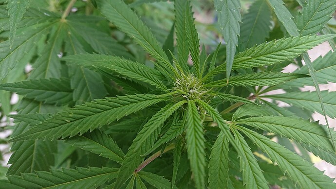 Growreport Bild 3