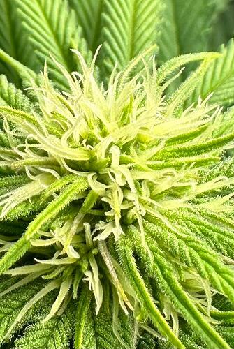 Growreport Bild 7