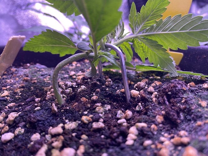 Growreport Bild 28