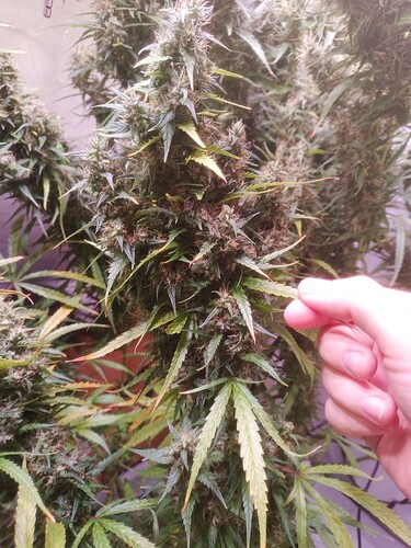 Growreport Bild 23