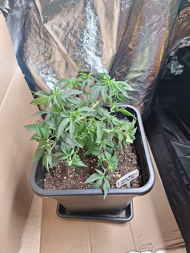 Growreport Bild 5