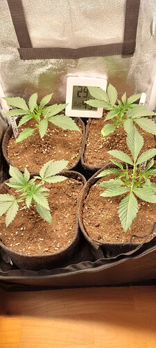 Growreport Bild 7