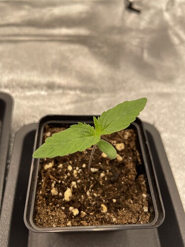 Growreport Bild 18