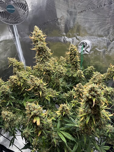 Growreport Bild 32
