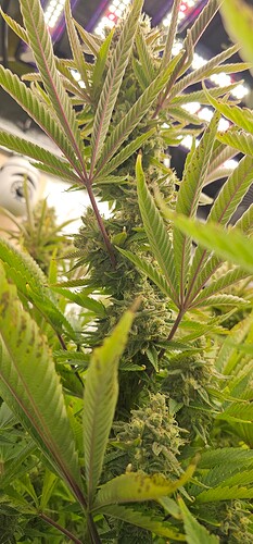 Growreport Bild 4