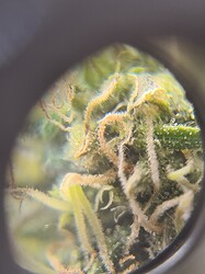 Growreport Bild 22