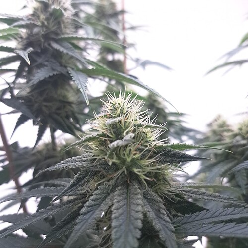 Growreport Bild 13