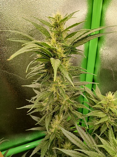 Growreport Bild 28