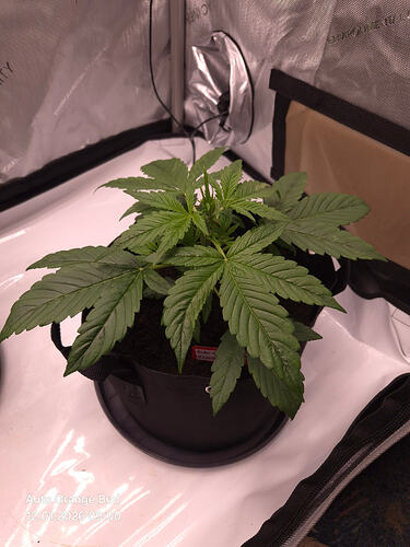 Eine junge Cannabis-Pflanze in einem schwarzen Stofftopf in einem Grow-Zelt.