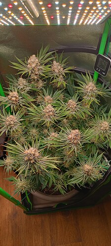 Growreport Bild 1