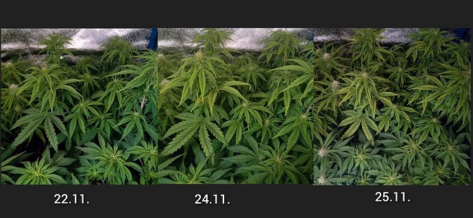 GridArt_20241125_231233664-1