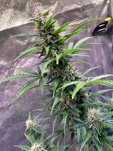 Growreport Bild 9